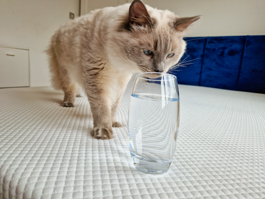 Cat and glass on Simbatex Foam mattress